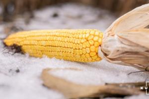Фуражне зерно продовжить дешевшати — прогноз аналітиків