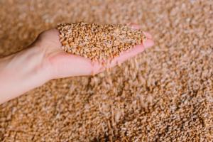 Минулого року Україна втратила мільйони тонн зерна через зміни клімату