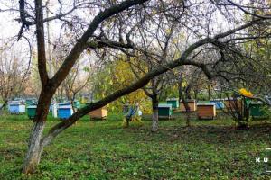 Без бджолозапилення садівники можуть втратити до 40% потенційного врожаю