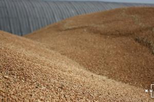 Україна експортувала 74% обсягу пшениці