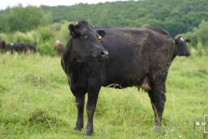 На Херсонщині за нез'ясованих обставин зникають корови