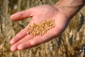 В США подешевшала пшениця