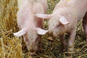 В Німеччині кількість свиноферм за 10 років скоротилась на 47%