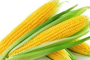 Фахівці розповіли, як отримати щедрий урожай кукурудзи в агросезоні 