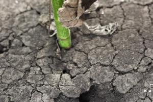 В Україні розробляють механізми для боротьби з посухою