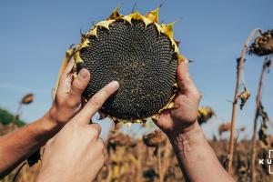 Названо ефективні шляхи зменшення впливу хвороб на врожайність соняшника