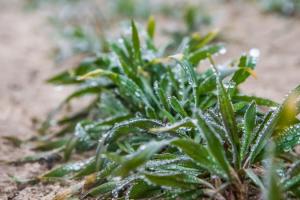 Різке зниження температури може призвести до загибелі посівів на Одещині — аграрії