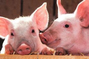 Оприлюднено закупівельні ціни на живець свиней — прогноз на 22-28 лютого 