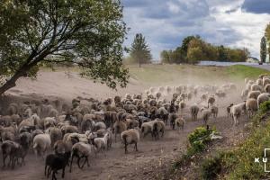 Стало відомо, скільки Україна може заробити на вівчарстві