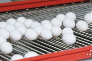 Виробництво яєць скоротилося на понад 16% у січні