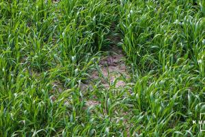 Біостимулятори покращують мікробний склад ґрунтів після обробки посівів гліфосатом