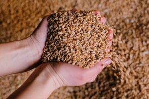 Україна активізувала експорт зерна
