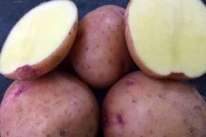 Названо український сорт картоплі з врожайністю до 100 т/га