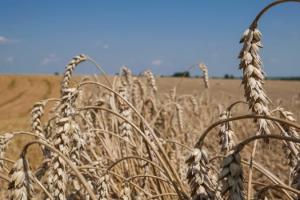 Експорт зерна з Херсонщини можуть заборонити — заява