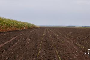 Більше третини кукурудзяного поясу США втратило багатий вуглецем шар ґрунту