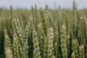 Врожай зернових цьогоріч досягне рекордного показника — думка