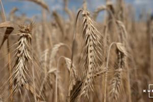 В Україні створено сорти пшениці, пристосовані для пізніх посівів