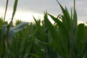 В Бразилії минули оптимальні терміни сівби кукурудзи