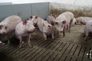 Після різкого подорожчання ціни на живець свиней почнуть знижуватися