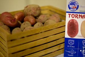 Названо нові сорти картоплі перспективні для вирощування в Україні