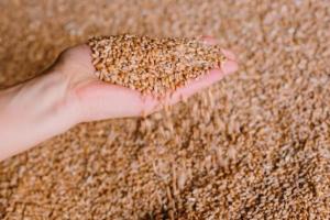Україна почала укладати угоди на зерно нового врожаю 