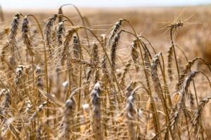 Світове виробництво пшениці збільшено до рекордних 776,8 млн т