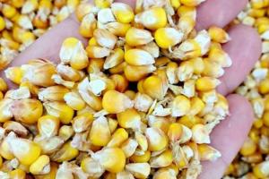 Україна експортувала майже 15 млн тонн кукурудзи