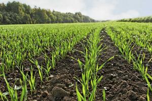 Названо ефективні добрива та стимулятори росту для високої врожайності культур