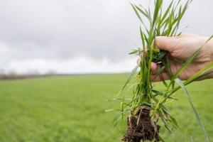 З приходом тепла посіви пшениці на Черкащині заселяють шкідники