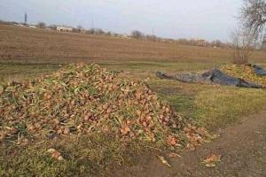 Через брак місць зберігання аграрії Херсонщини викидають цибулю