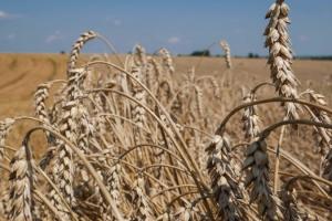 Фермери притримують пшеницю в очікуванні вищих цін 
