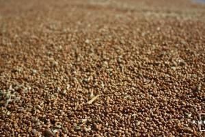 Україна зменшила експорт зерна майже на 10 млн тонн