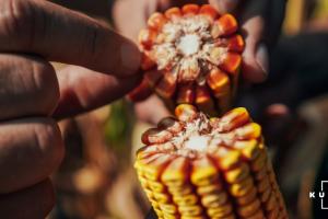Обсяги форвардів на поставки кукурудзи перевищують показники попереднього сезону