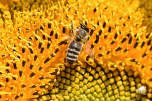 Кіровоградських аграріїв та бджолярів закликають до взаємодії