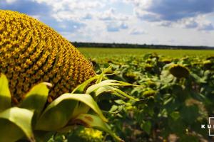 У сівозміні аграріїв Луганщини переважатиме озима пшениця та соняшник