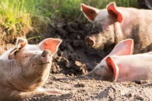 Живець свиней продовжить дешевшати