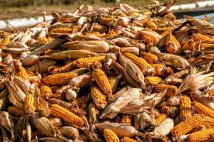 Україна експортувала майже 16 млн тонн кукурудзи