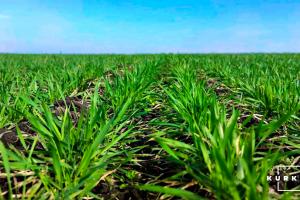 На полях України відбулось відновлення вегетації посівів озимих — НААН