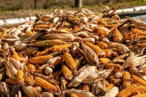 Фуражна кукурудза дешевшатиме під впливом світових чинників