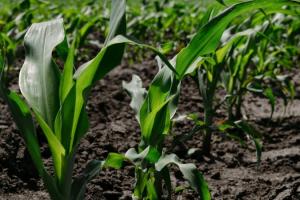 Площі посівів кукурудзи в США будуть значно нижчими, ніж очікував ринок — Карен Браун