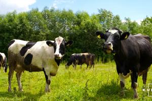 Підприємства Хмельниччини збільшили виробництво м’яса та молока