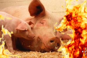 В масштабній пожежі на свинофермі Німеччини загинуло понад 55 тисяч тварин