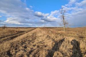 На Полтавщині розпочалось відновлення дубової лісосмуги