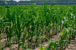 В США стартувала посівна кукурудзи