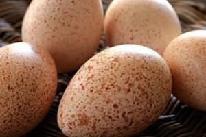 У 2020 році сільгосппідприємства України отримали вдвічі більше індичих яєць
