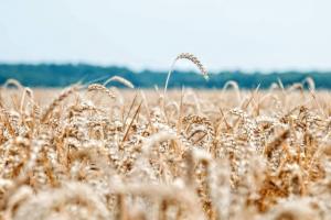 Єгипет на тендері закупив 345 тисяч т української та російської пшениці
