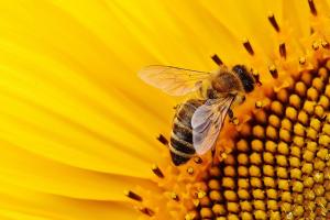 В Україні стало гинути менше бджіл