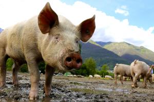 Оприлюднено закупівельні ціни на живець свиней — прогноз на 12-18 квітня