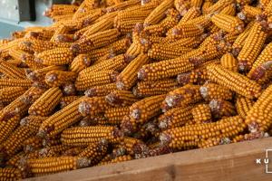 Експорт української кукурудзи зменшився на 7 млн тонн