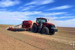 Аграрії США посіяли 11% ярої пшениці